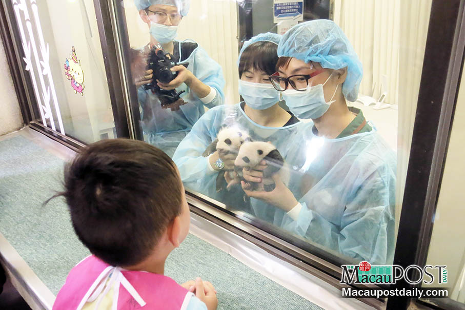 Macau’s panda twins grow well: carer team  