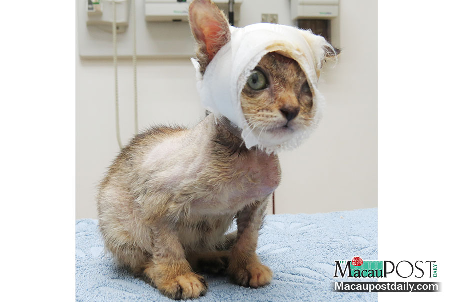 Tiny Star with lioness heart crosses rainbow bridge