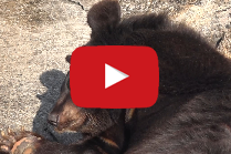 Watch out for the bear!