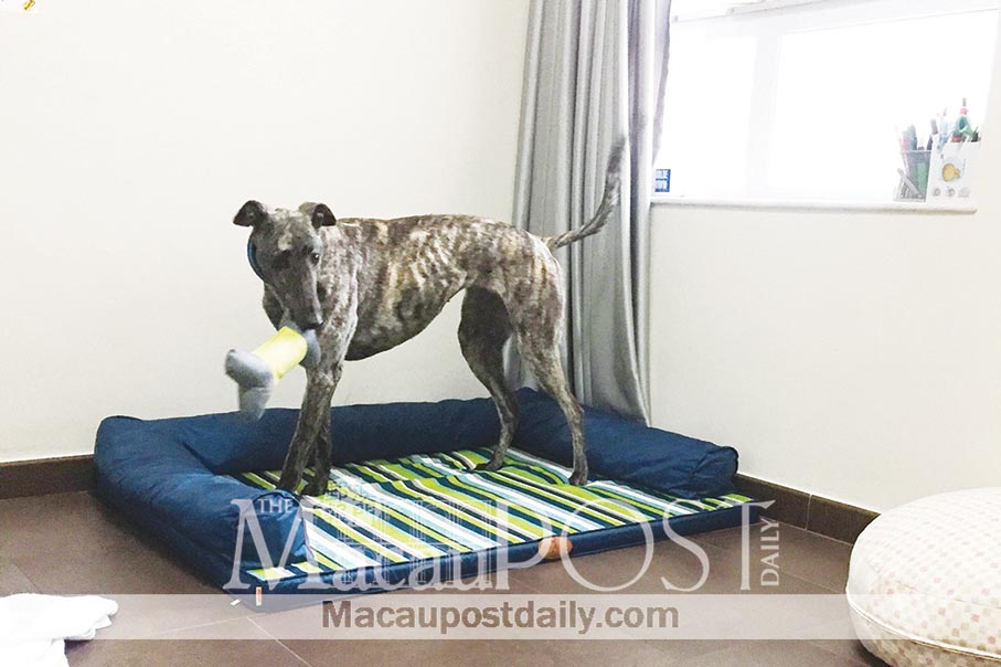 Greyhound ‘Garlic‘  finds a loving forever home