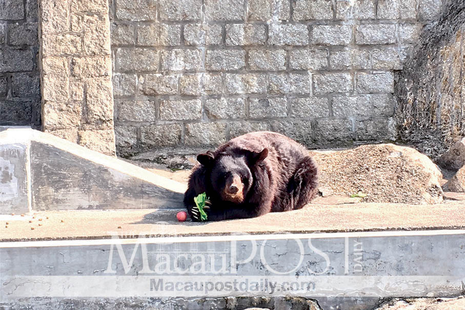 Govt mulls moving Bobo to new home ‘to enjoy old age’