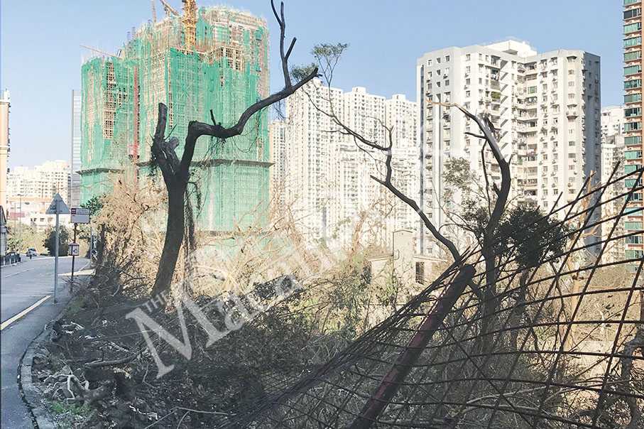 Hato fells, damages 23,500 trees: govt 