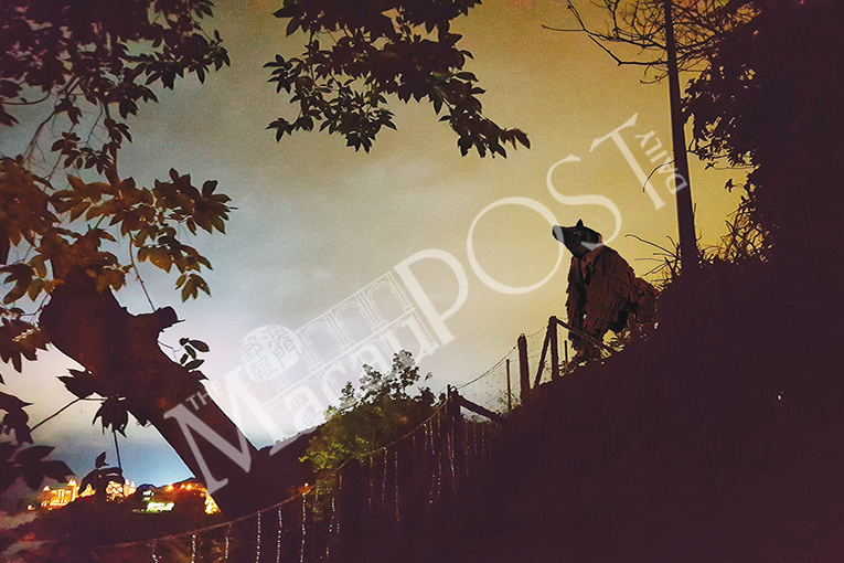 Bear sightings set social media buzzing