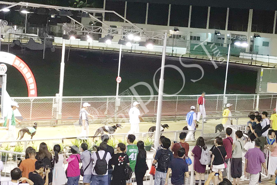 Operator wants to keep Canidrome kennels for 4 more months  – applies to house dogs at Jockey Club