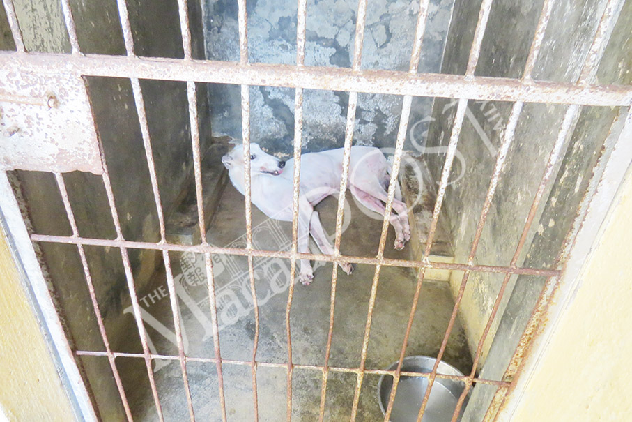 Reporters visit greyhounds at Canidrome