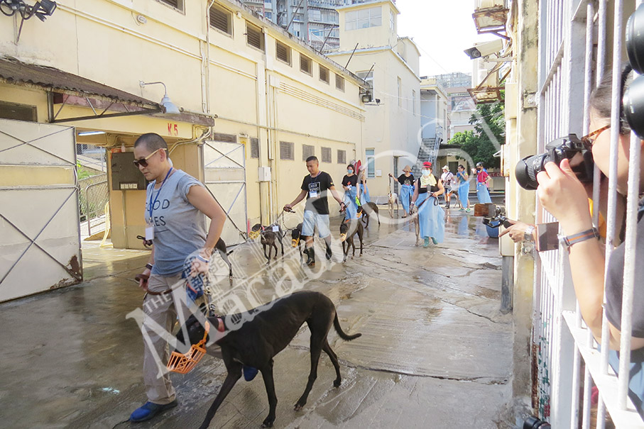 Canidrome applies to move greyhounds to Pac On: IACM