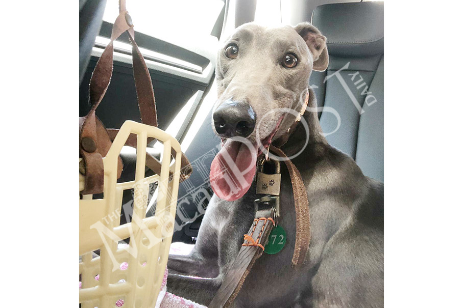 Anima chief says possible litigation won’t stop greyhound adoptions 