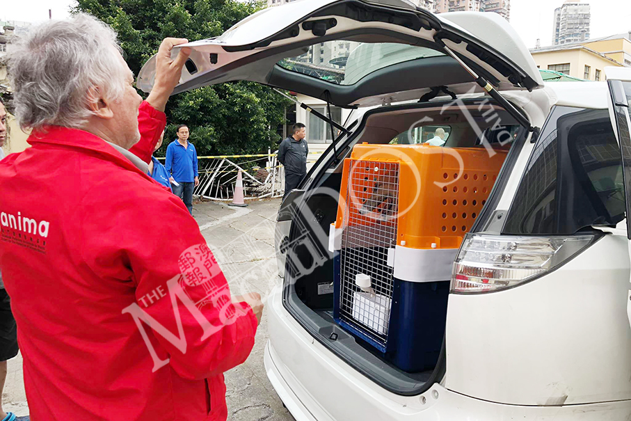 3 left-behind greys take pioneering trip  on bridge to HK airport