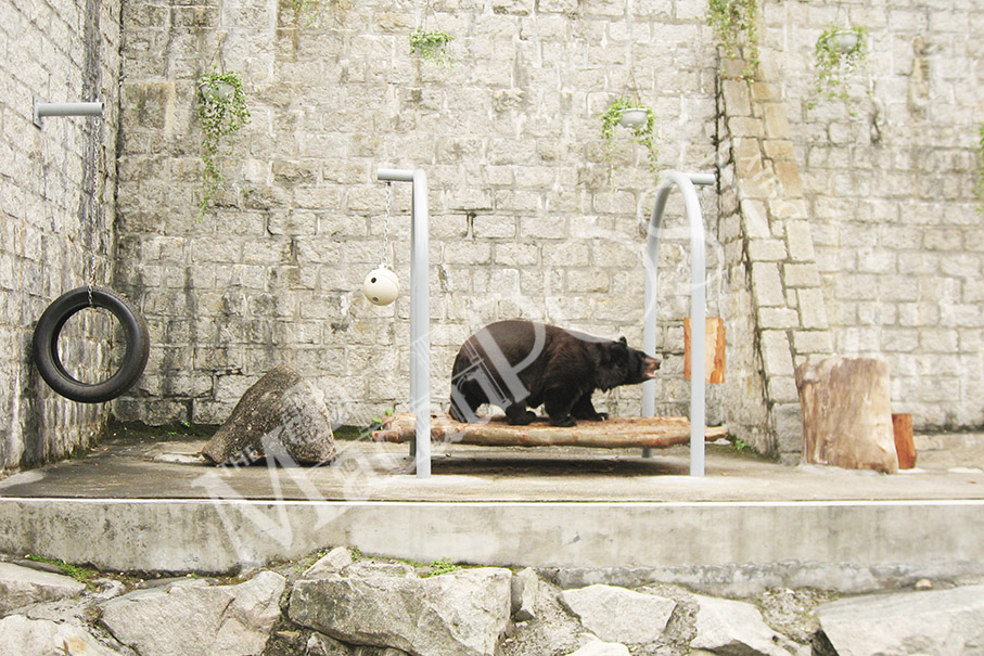 Bobo’s health is deteriorating: IACM