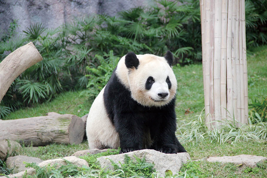Local-born pandas ‘Jianjian’ & ‘Kangkang’ will become ‘adults’ next year: IAM