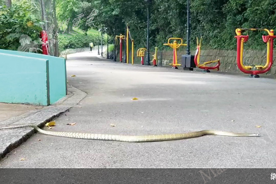 Residents spot snake on Guia Hill: report