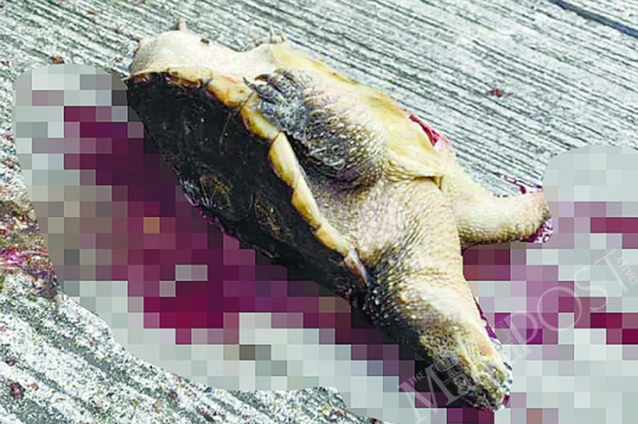Dead alligator snapping turtle found on street in Fai Chi Kei