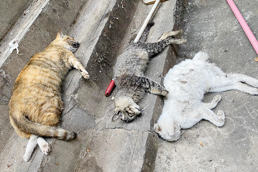 3 cats found dead in Iao Hon: IAM