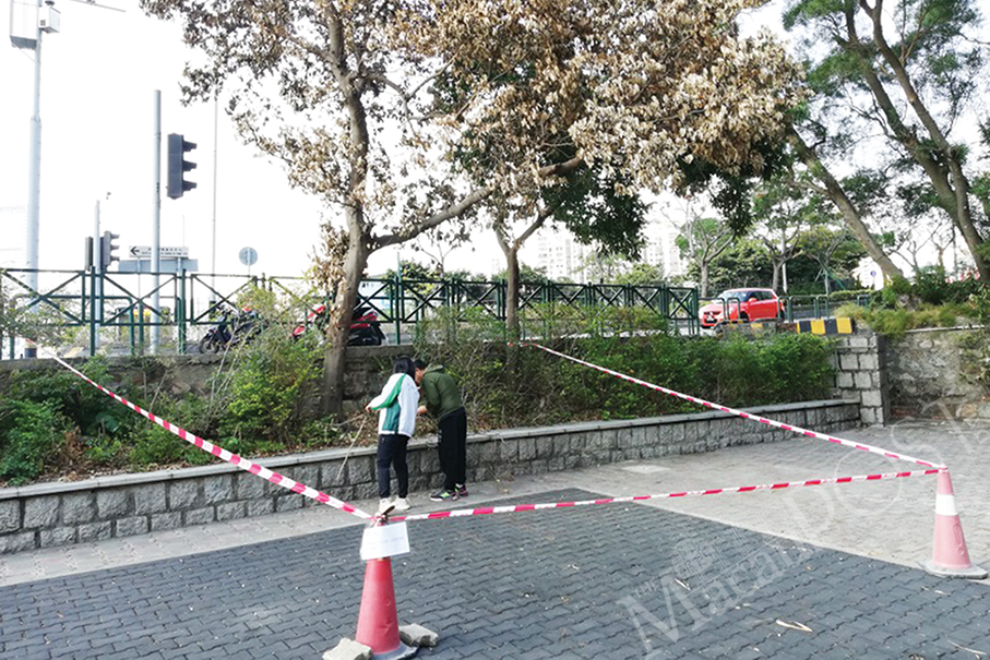 IAM to remove infected tree at Jardim do Lago