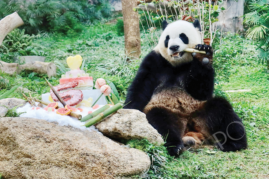 Giant pandas Jian Jian & Kang Kang are 5 years old 