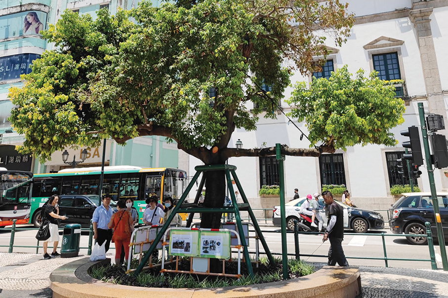IAM to remove ailing tree from Largo do Senado
