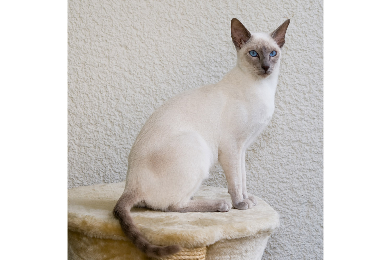 Macau Municipal Affairs Bureau (IAM) exempts dogs & cats from mandatory quarantine
